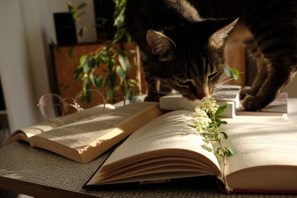 gato-em-cima-de-uma-livro-e-de-uma-mesa-a-cheirar-uma-planta